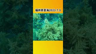 福井県音海でスキンダイビング