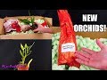 Unboxing birthday Orchid haul! - Orchideen Lucke Review