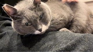 飼い主の膝のうえでまどろむ甘えん坊猫（大）Cat relaxing on owner's lap