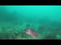 dorset sealife chesil cove underwater 11.09.2015 cuttlefish