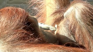 ロキの耳へ指を入れ耳掃除をするキキ・オランウータン　2024/11/19