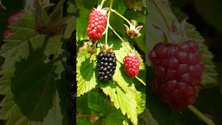 BLACKBERRIES GROWING WILD IN MY BACKYARD GARDEN #gardening