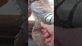 グリーンイグアナ　デューラップの脱皮。引っ張ると口まで開いちゃってた。 #greeniguana #脱皮