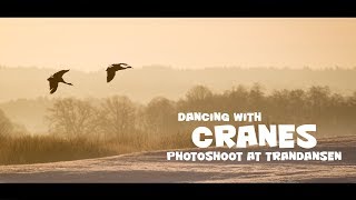 Bird photography - Cranes gathering at Trandansen, Sweden