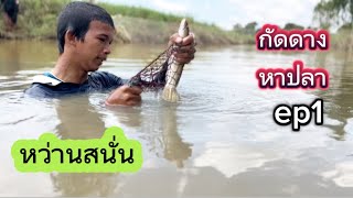 หว่านสนั่น #กัดดาง #หาปลา #snakehead fish สุดสนุก #หว่านแห ep1