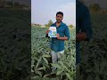 గుత్తులు గుత్తులుగా బెండకాయలు అంబిక సీడ్స్ agriculture uv ambika univeg seeds