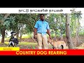 நாட்டு நாய் வளர்ப்பு முறை  | COUNTRY DOG REARING | OOR NAATTAN