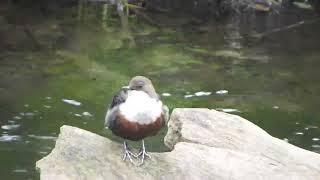 A Dipper on the River Dove at Dovedale, Derbyshire - 25.9.22