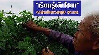 เรียนรู้ผักไชยากับตาลำพัน//สามอาชีพฯ