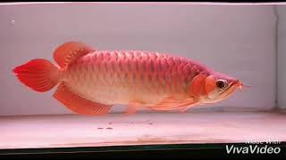 ikan Arwana Super Red 40cm Sumo Spesial punuk