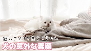 実は...家族が出掛けたら羽を伸ばしていた犬！チワワのコハク