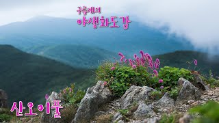 야생화도감/산오이풀                                       The Entertainner `Theme From Sting`/한국의 야생화/구름재/엄광주