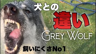 犬とオオカミの違いを少しだけ解説【ブーリとユミル】