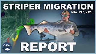 Striper Migration Report | May 19th 2026