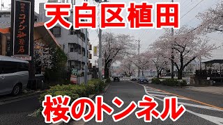 【名古屋のあそこ】名古屋市天白区元植田の桜を見に行きつつ、天白川沿いの桜も確認。とにかく今年の桜は、開花が遅かったけど、逆に小学校の入学式には、桜が間に合ったね。2024年4月撮影。No.578