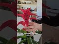 the key to making bromeliad flowers last longer bromeliads