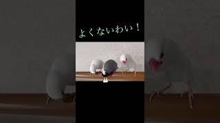 恋人に逃げられ差し歯まで落とす桜文鳥もずくん #shorts #文鳥 # #javasparrow