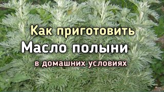 Масло полыни. Как сделать масло полыни в домашних условиях.