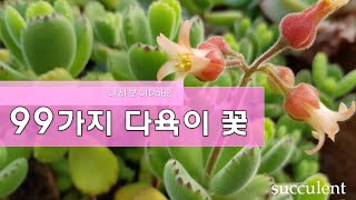 99가지 다육이 꽃. 다육이 꽃이름. 다육이름. 다육식물. 다육이꽃대. succulent.多肉植物.たにくしょくぶつ.