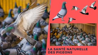 The natural health of pigeons