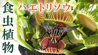 #43 食虫植物の観察ライブ ハエトリソウの捕虫 2023/08/25 Carnivorous Plants Venus Flytrap Dionaea muscipula Live 作業BGM