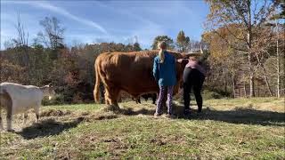 Farm visitors