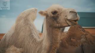 The Life of a Camel: From Desert to Caravan | Animal Planet Chronicles