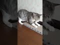 後ろ足でおさえて爪とぎ cat scratchers tagliaunghie per gatti shorts cat kitten scratchers 猫 子猫 保護猫 爪とぎ