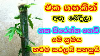 එක ගහකින් ගස්ලබු ගස් 5ක අස්වැන්න|ගස් පිරිලා ගෙඩි හැදෙනවා|thuru tv