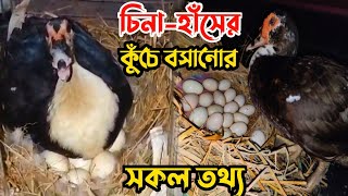 চিনা হাঁস কে কতগুলো ডিম দিয়ে কুঁচে বসানো উচিত || কুঁচে অবস্থায় চিনা হাঁস এর পরিচর্যা || Nur Bhai