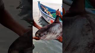 பாம்பனில் #அரிய வகை #சூரிய #மீன்  #sun #fish #shortsvideo