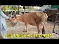 3 jersey cows for sale 3 ਜਰਸੀ ਗਾਵਾਂ ਵਿਕਾਊ