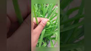 how to grow rajnigandha from bulbs part-1 #gardening #happiness #youtubeshort#shortvideo