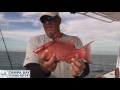 captain glen taylor catching hogfish 101