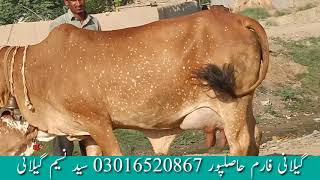 4 cholistani cow far sale 14,9,2020