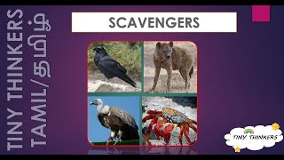 Scavengers | What are scavengers? | Role of scavengers | Don't scavengers get sick?
