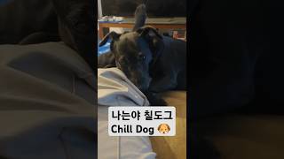 나는야 칠도그! 🐶😎 #칠가이 #chill #영국 #강아지 #페터데일테리어 #반려견 #chillguy #chilldog #patterdale #cutedog #funnydog