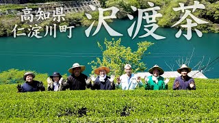 【竹虎】仁淀川の恵み、沢渡茶　Beautiful tea plantation, Sawatari(Kochi,Japan)