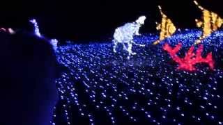 ポメラニアン・ジャック in 夜のハウステンボス　Jack in Huis Ten Bosch at night