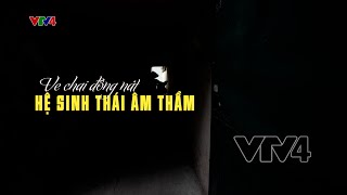 Phim tài liệu: Ve chai đồng nát - Hệ sinh thái âm thầm | VTV4