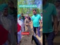 ਮਾਈ ਕਹਿੰਦੀ 6000 ਦੀ ਮੇਰੀ ਖਰੀਦ ਐ shorts viral goats views funny raju goatfarm like goat