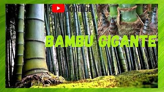 Como plantar bambu Gigante (Dendrocalamus Giganteus)