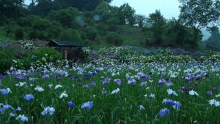 雨の横須賀しょうぶ園