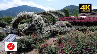 Travel around Japan Fujikawa Craft Park! A walk through the vibrant rose garden!