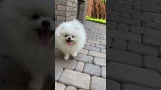 cutest dog video #shorts #ytshorts