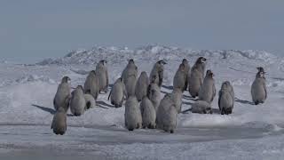 Emperor penguin chicks walking to the sea, tiny chick lagging behind falls in water, Antarctica