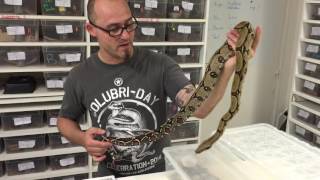 Présentation des différentes localités de Boa constrictor constrictor