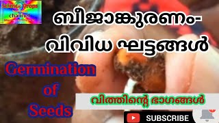 വിത്ത് മുളക്കുന്നതിൻ്റെ വിവിധ ഘട്ടങ്ങൾ/Germination of Seeds/ബീജാങ്കുരണം.