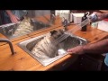 watch how this pug loves to take a bath