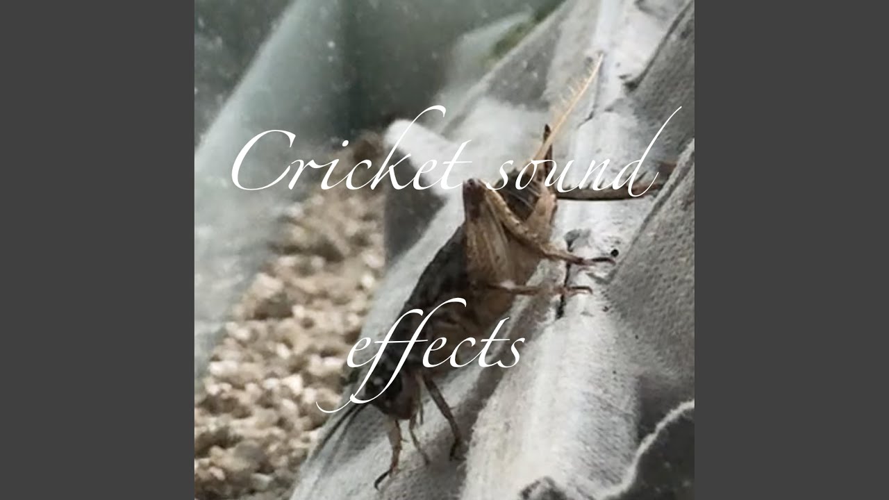 Domestic Cricket Sound Effect Ii Youtube Music